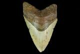Fossil Megalodon Tooth - North Carolina #131567-1